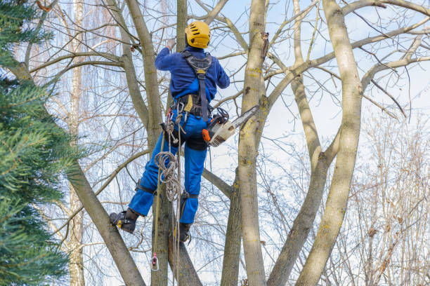 Best Leaf Removal  in Nikiski, AK