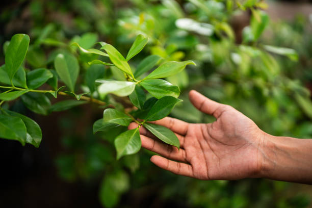Best Lawn Pest Prevention  in Nikiski, AK