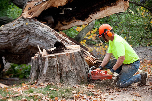 Best Tree Maintenance Programs  in Nikiski, AK