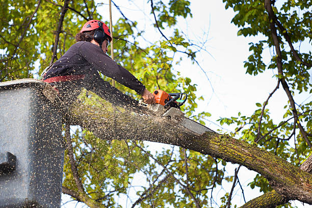  Nikiski, AK Tree Services Pros